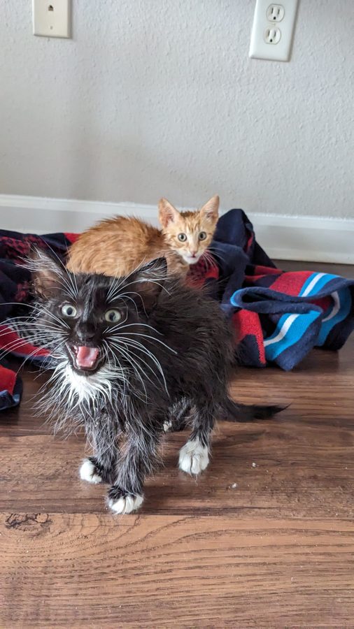 Dave mid-scream
